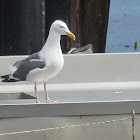 Western Gull