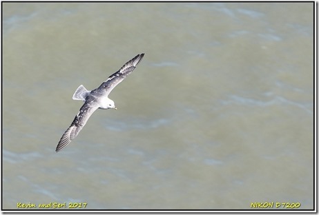 Bempton Cliffs - April