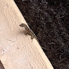 Brown Anole