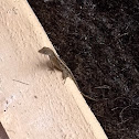 Brown Anole