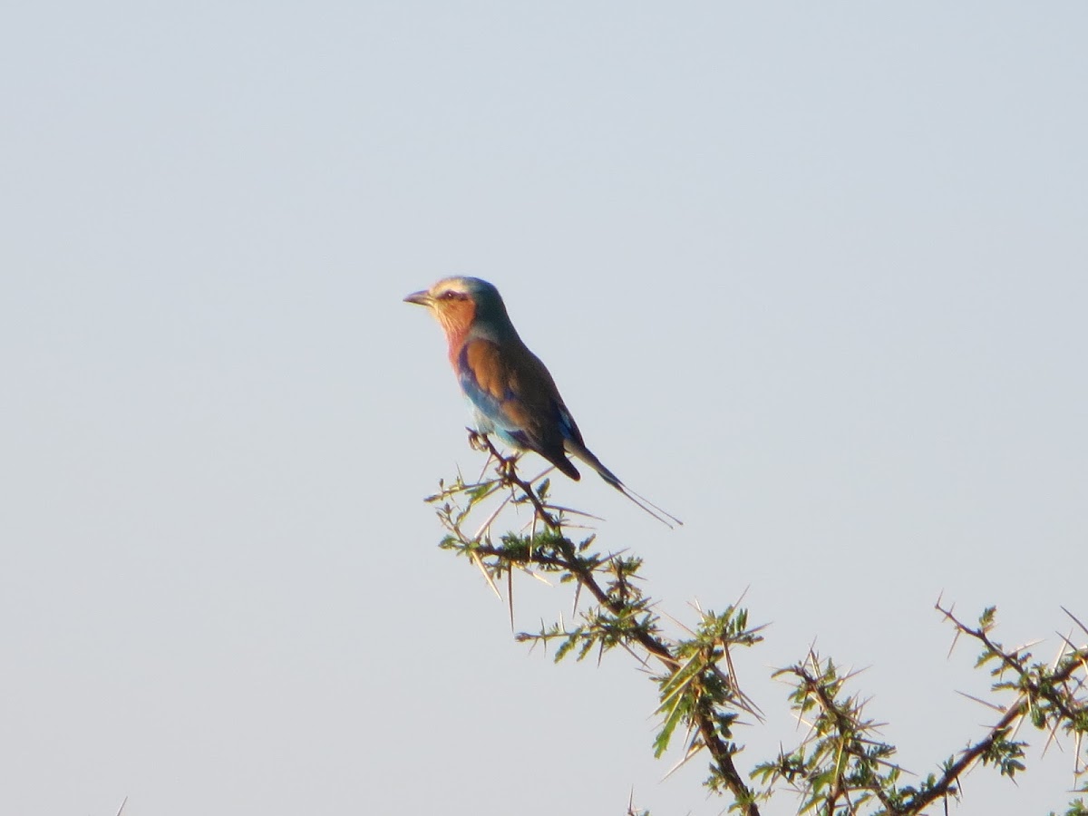 Lilac-Breasted Roller