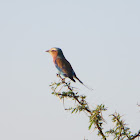 Lilac-Breasted Roller