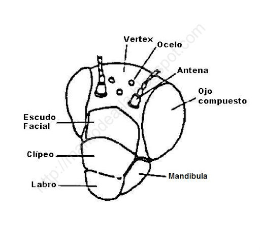 Anatomía y Morfología  básica Cabeza%252520mantis