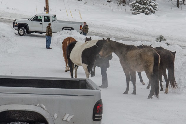 Horses in the yard (2 of 7)