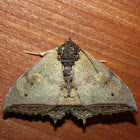 Owlet Moth