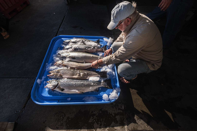 In this Tuesday, 22 August 2017 photo, Riley Starks of Lummi Island Wild shows three of the farm raised Atlantic salmon that were caught alongside four healthy Kings in Point Williams, Washington. A marine net pen holding 305,000 farmed Atlantic salmon collapsed recently, releasing thousands of fish into Puget Sound and renewing concerns that a new proposed salmon farm could harm wild salmon stock and cause other environmental damage. Photo: Dean Rutz / The Seattle Times