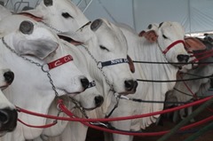 Gado produzido em Rosário Oeste faz Mauro Savi e Valdir Daroit faturar R$ 2,1 milhões em Sorriso