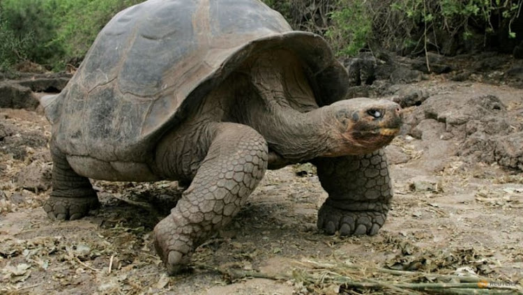 A giant tortoise