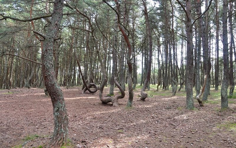 dancing-forest-kaliningrad-7