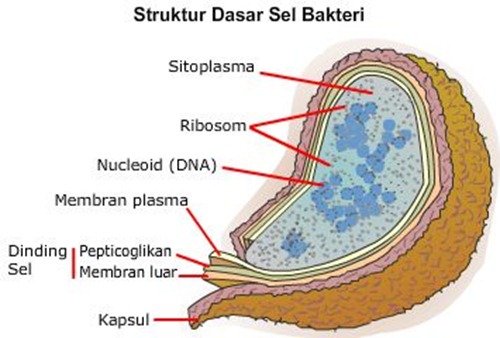 struktur tubuh bakteri