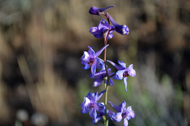 larkspur