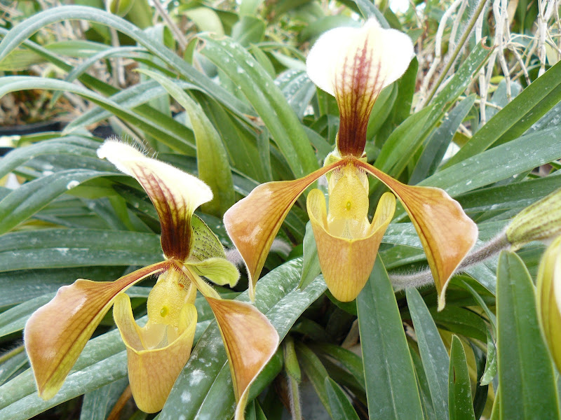 Paphiopedilum villosum P1030129