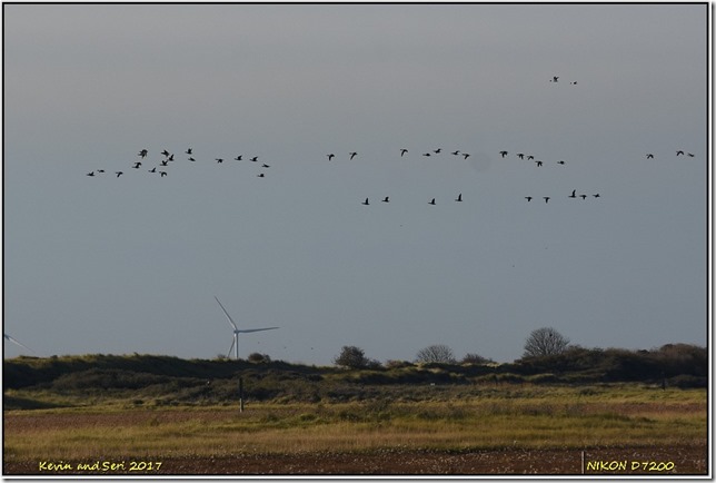 Donna Nook - November