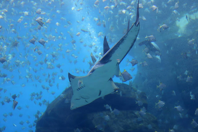 桃園 青埔 親子景點  Xpark 水族館 企鵝 水母 水豚君