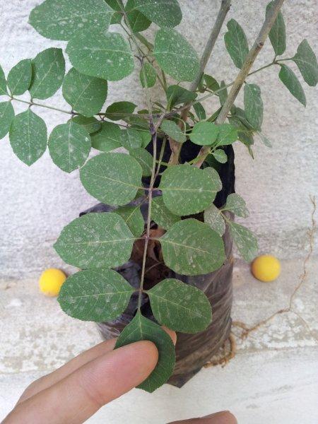 4 plants to identify  2012-06-12_141141