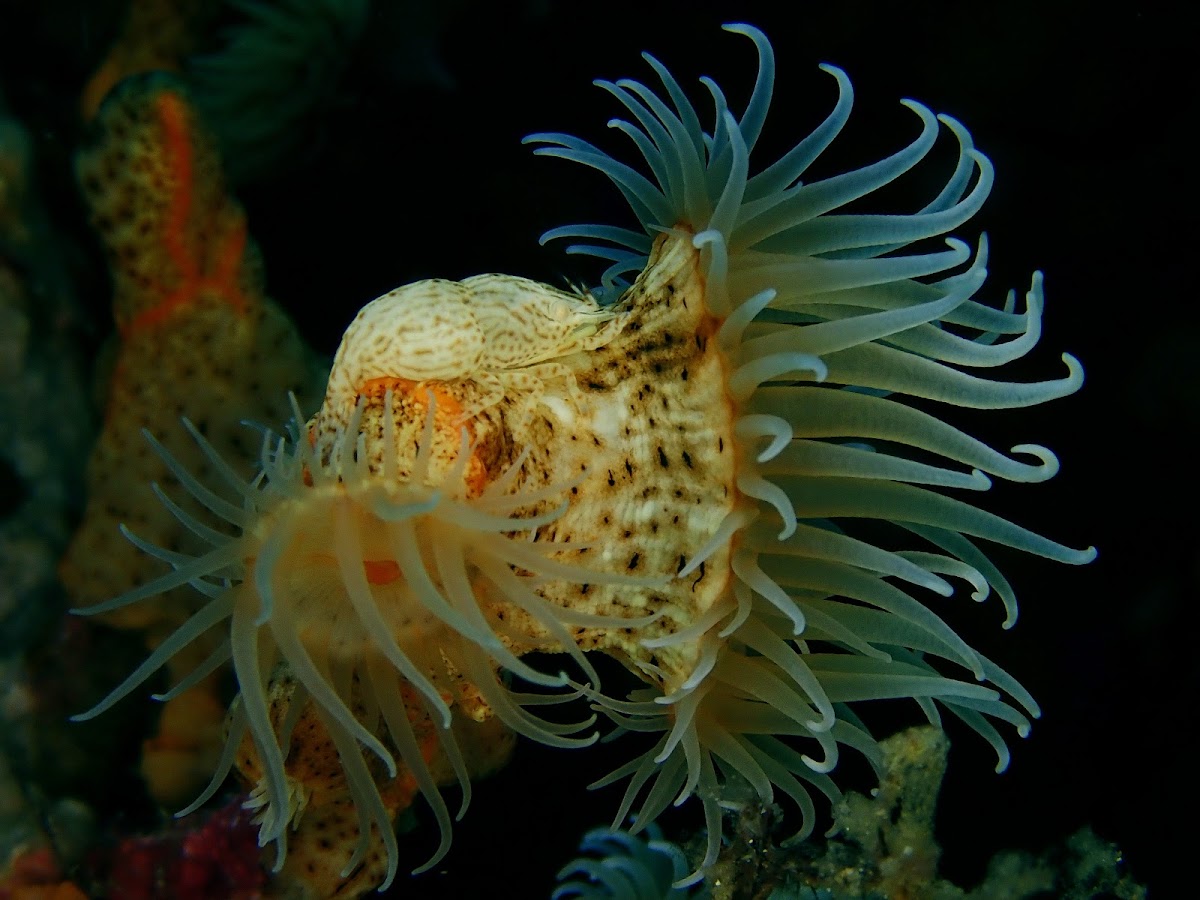 Leopard Shrimp