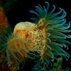 Leopard Shrimp