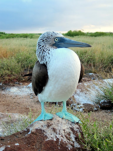 Blue footed boobies in Galapagos