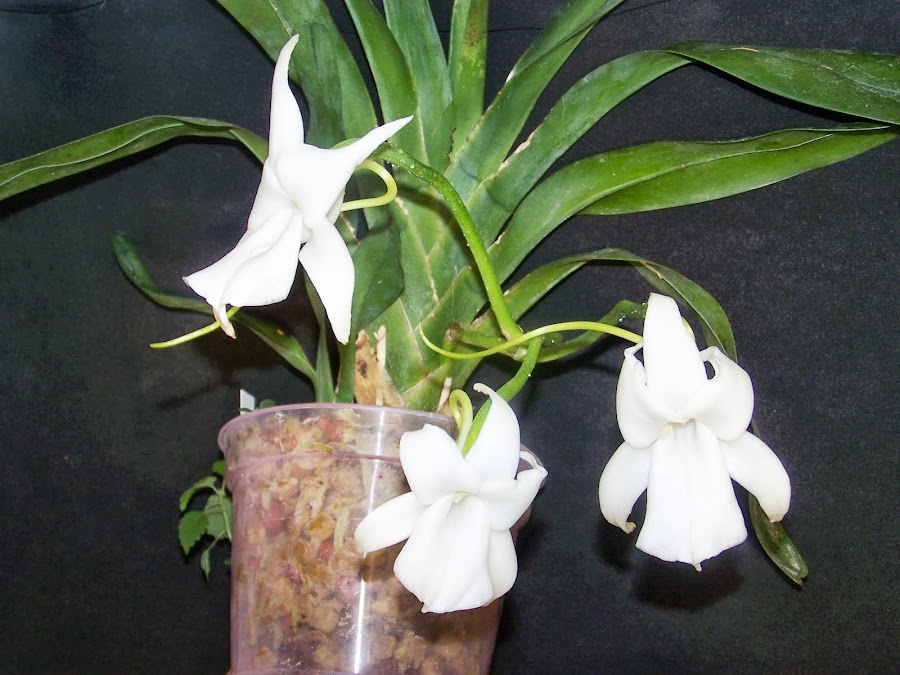 Angraecum magdalenae 100_9780