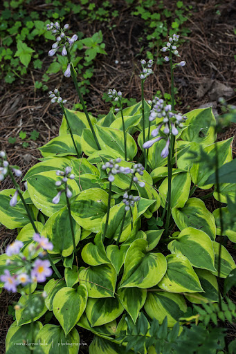 Hosta Radiant Edger Hosta-radiant-edger-130716-208rm