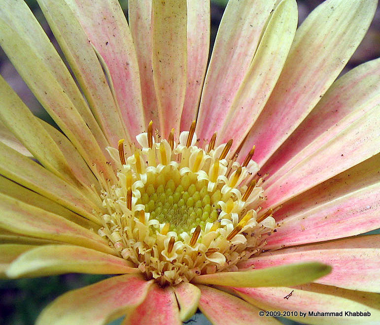 Gerbera