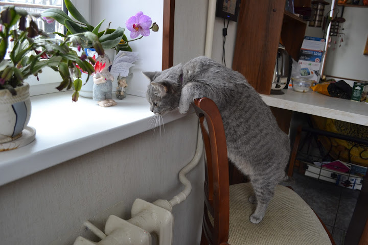 Поговорим о кошках38