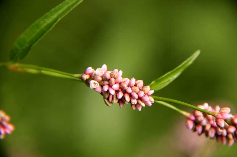 Fleurs