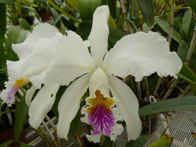 Cattleya mossiae f. semi-alba P1050672