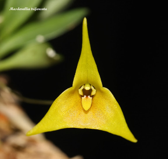 Masdevallia trifurcata IMG_8517B%252520%252528Large%252529