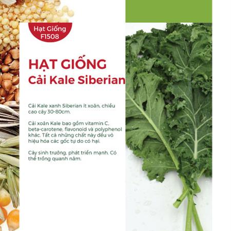 Hạt giống Cải xoăn Kale Siberian