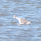 Marsh Sandpiper; Archibebe Fino