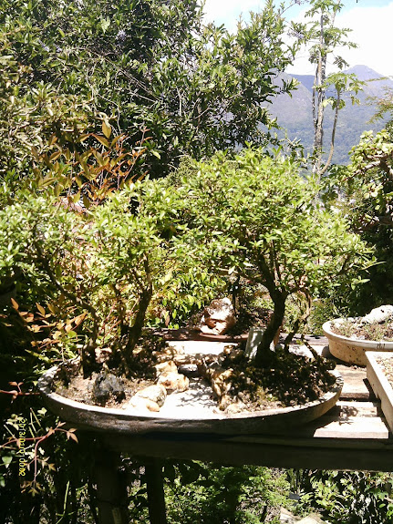 Penjing de Serrisa... IMAG0190