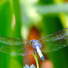 Blue Dasher, male