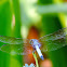 Blue Dasher, male