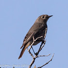 Black Redstart; Colirrojo Tizón