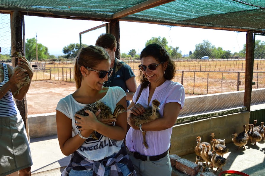 16 DIAS EN SUDAFRICA POR LOSFRATI - Blogs de Sudáfrica - DIA 12 RUTA DEL VINO ORANGE GROVE FARM (4)