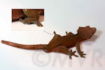 Watchy - Patternless orange adult male crested gecko from moonvalleyreptiles.com