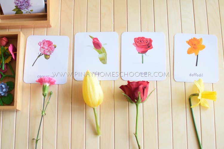 Montessori Flower 3 Part Cards