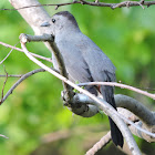 Gray catbird