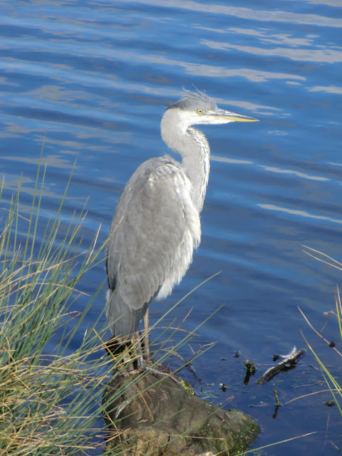 CIMG6637 Grey Heron on the Boating Pond