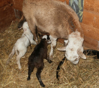 Baa Ram Ewe Sheep: Baby Katahdin Scares, then has Lambs Days Later
