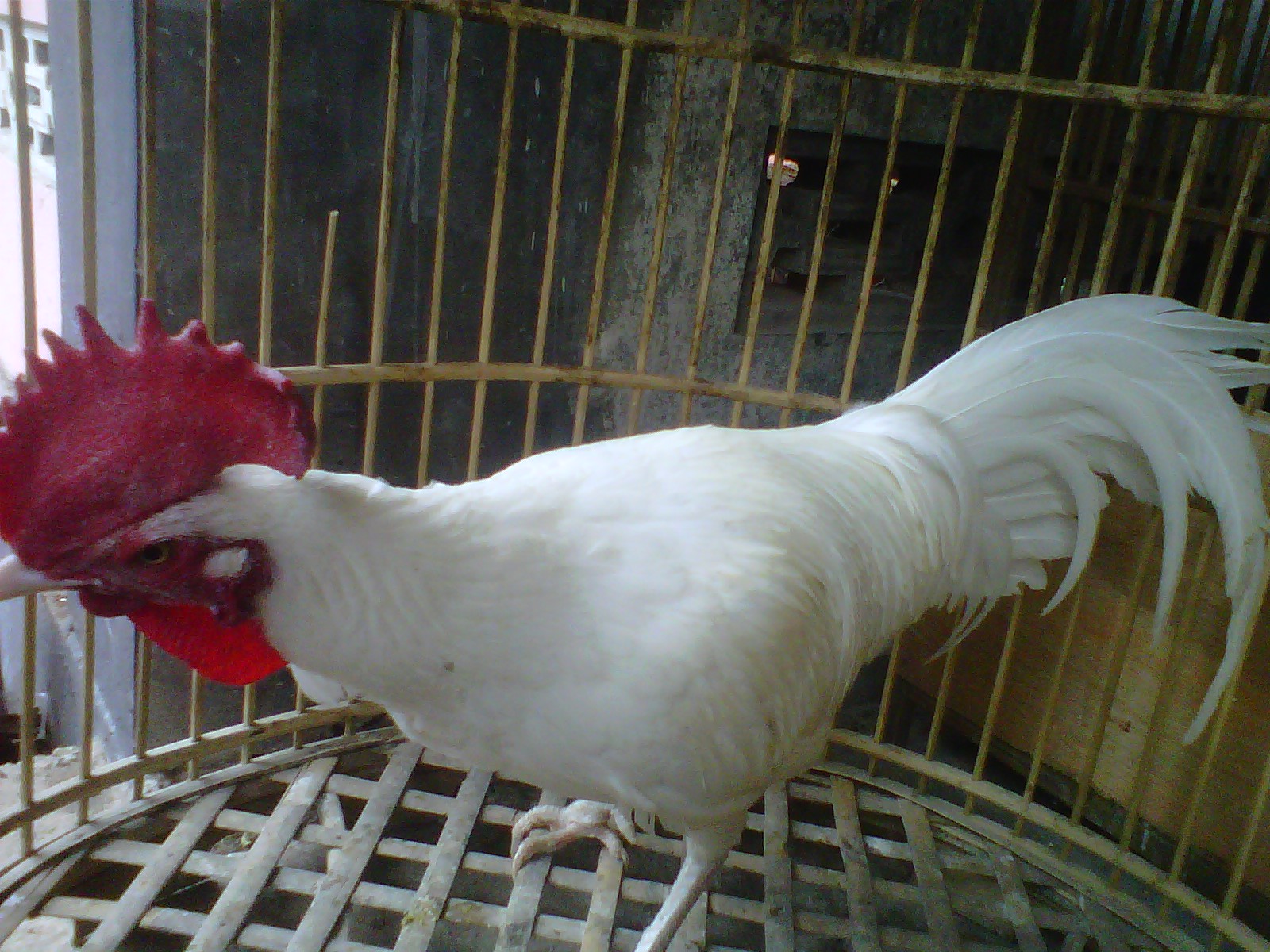 TOKO ONLINE JUAL AYAM  HIAS Ayam  bekisar putih