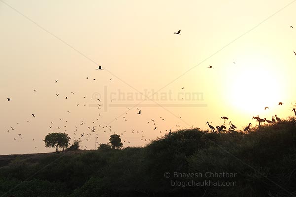 Flying painted storks in the evening