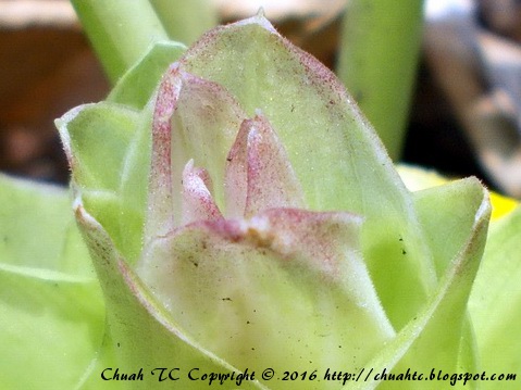 The Crest Of A Turmeric Flower