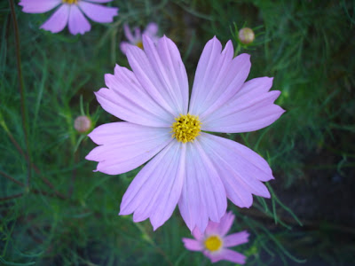 選択した画像 いろんな 花 291557-いろんな 色がある 花