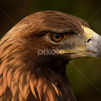 Golden Eagle Profile | Birds | Animals | Pixoto