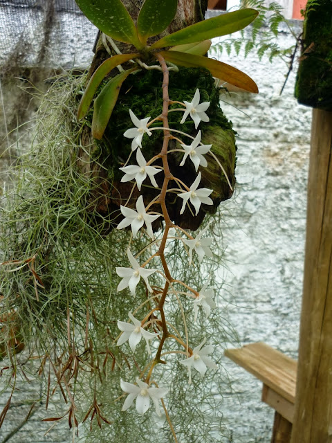 Aerangis articulata P1100733