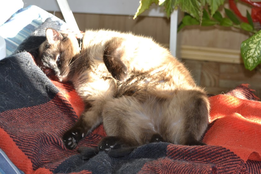 Поговорим о кошках38