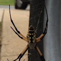 Black and yellow garden spider