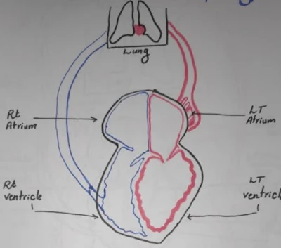 تشريح القلب pdf